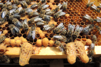 25.04.26 - Völkererweiterung und Schwarmverhinderung