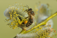 21.03.26 - Anfängerkurs - Einführung in die Bienenhaltung 
