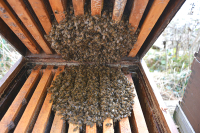 28.03.26 - Auswinterung und Frühjahrsarbeiten