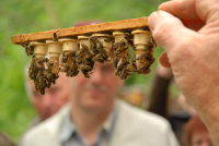 18.04.26 - Aufzucht von Bienenköniginnen - Zuchtverfahren, Gerätschaften, Zuchtplanung
